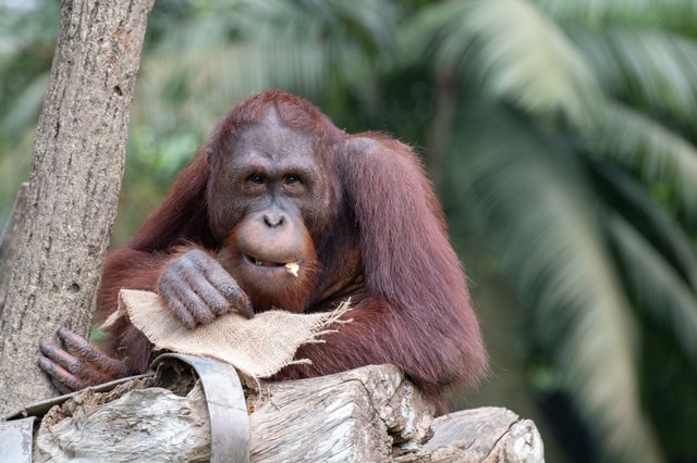 RSPOコンサルティング、RSPOコンサルタント